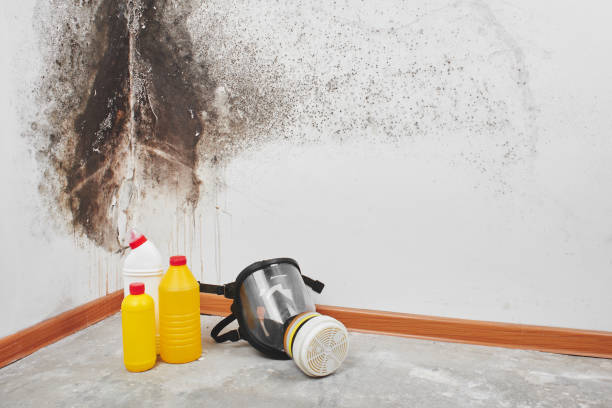 Best DIY Mold Remediation Support Services in Hartland, WI