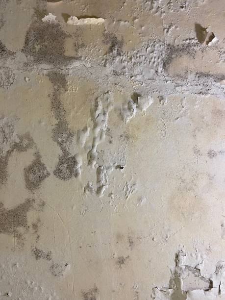 Best Post-Flood Mold Remediation in Hartland, WI