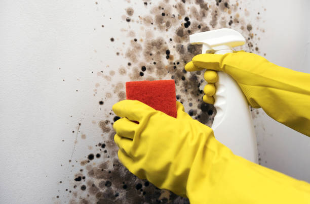 Best Crawl Space Mold Remediation in Hartland, WI