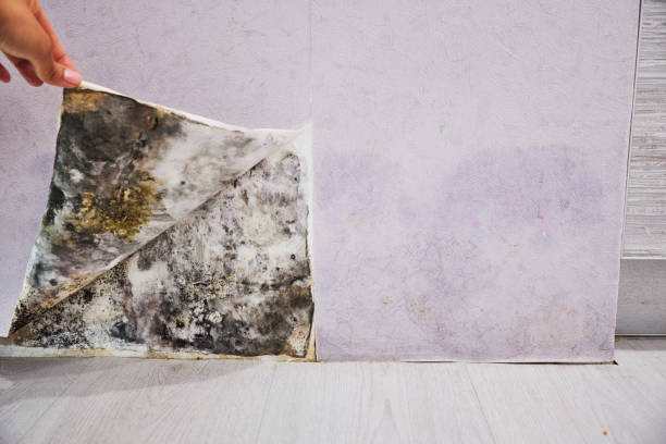 Best Emergency Mold Remediation in Hartland, WI